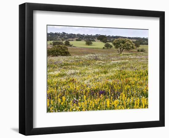 Wildflower meadow, Mertola, Parque Natural do Vale do Guadiana, Portugal, Alentejo-Martin Zwick-Framed Photographic Print