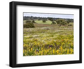 Wildflower meadow, Mertola, Parque Natural do Vale do Guadiana, Portugal, Alentejo-Martin Zwick-Framed Photographic Print