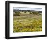 Wildflower meadow, Mertola, Parque Natural do Vale do Guadiana, Portugal, Alentejo-Martin Zwick-Framed Photographic Print