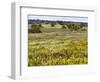 Wildflower meadow, Mertola, Parque Natural do Vale do Guadiana, Portugal, Alentejo-Martin Zwick-Framed Photographic Print