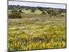 Wildflower meadow, Mertola, Parque Natural do Vale do Guadiana, Portugal, Alentejo-Martin Zwick-Mounted Photographic Print