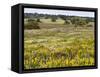 Wildflower meadow, Mertola, Parque Natural do Vale do Guadiana, Portugal, Alentejo-Martin Zwick-Framed Stretched Canvas