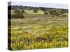 Wildflower meadow, Mertola, Parque Natural do Vale do Guadiana, Portugal, Alentejo-Martin Zwick-Stretched Canvas