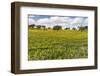 Wildflower meadow, Mertola, Parque Natural do Vale do Guadiana, Portugal, Alentejo-Martin Zwick-Framed Photographic Print