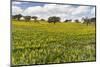 Wildflower meadow, Mertola, Parque Natural do Vale do Guadiana, Portugal, Alentejo-Martin Zwick-Mounted Photographic Print