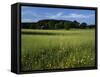 Wildflower meadow, Montgomery County, Missouri, USA-Charles Gurche-Framed Stretched Canvas