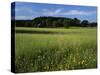 Wildflower meadow, Montgomery County, Missouri, USA-Charles Gurche-Stretched Canvas