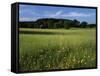 Wildflower meadow, Montgomery County, Missouri, USA-Charles Gurche-Framed Stretched Canvas