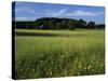 Wildflower meadow, Montgomery County, Missouri, USA-Charles Gurche-Stretched Canvas