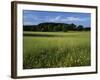 Wildflower meadow, Montgomery County, Missouri, USA-Charles Gurche-Framed Photographic Print