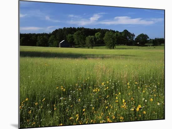 Wildflower meadow, Montgomery County, Missouri, USA-Charles Gurche-Mounted Photographic Print