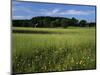 Wildflower meadow, Montgomery County, Missouri, USA-Charles Gurche-Mounted Photographic Print