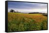 Wildflower Meadow-Bob Gibbons-Framed Stretched Canvas