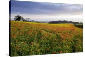 Wildflower Meadow-Bob Gibbons-Stretched Canvas