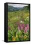 Wildflower Meadow-Bob Gibbons-Framed Stretched Canvas