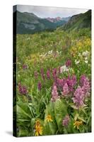 Wildflower Meadow-Bob Gibbons-Stretched Canvas