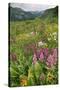 Wildflower Meadow-Bob Gibbons-Stretched Canvas