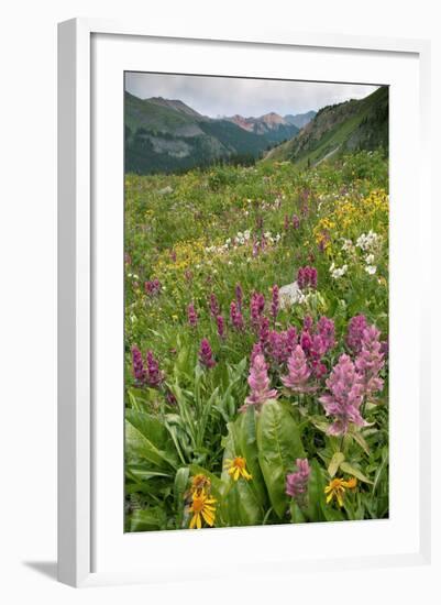 Wildflower Meadow-Bob Gibbons-Framed Premium Photographic Print