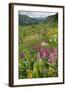 Wildflower Meadow-Bob Gibbons-Framed Premium Photographic Print