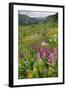 Wildflower Meadow-Bob Gibbons-Framed Premium Photographic Print