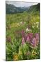 Wildflower Meadow-Bob Gibbons-Mounted Premium Photographic Print