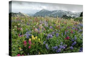 Wildflower Meadow-Bob Gibbons-Stretched Canvas