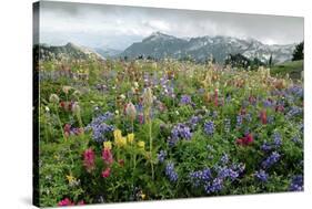 Wildflower Meadow-Bob Gibbons-Stretched Canvas