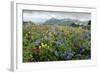 Wildflower Meadow-Bob Gibbons-Framed Premium Photographic Print