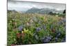 Wildflower Meadow-Bob Gibbons-Mounted Premium Photographic Print