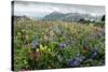 Wildflower Meadow-Bob Gibbons-Stretched Canvas