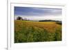 Wildflower Meadow-Bob Gibbons-Framed Photographic Print