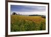 Wildflower Meadow-Bob Gibbons-Framed Photographic Print