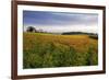 Wildflower Meadow-Bob Gibbons-Framed Photographic Print