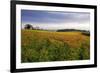 Wildflower Meadow-Bob Gibbons-Framed Photographic Print