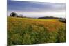 Wildflower Meadow-Bob Gibbons-Mounted Photographic Print