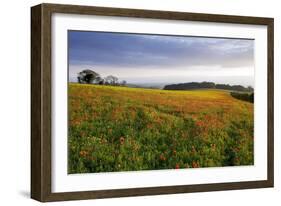 Wildflower Meadow-Bob Gibbons-Framed Photographic Print