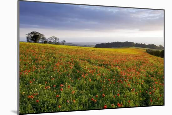 Wildflower Meadow-Bob Gibbons-Mounted Photographic Print