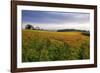 Wildflower Meadow-Bob Gibbons-Framed Photographic Print