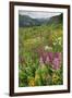 Wildflower Meadow-Bob Gibbons-Framed Photographic Print