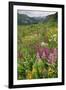 Wildflower Meadow-Bob Gibbons-Framed Photographic Print