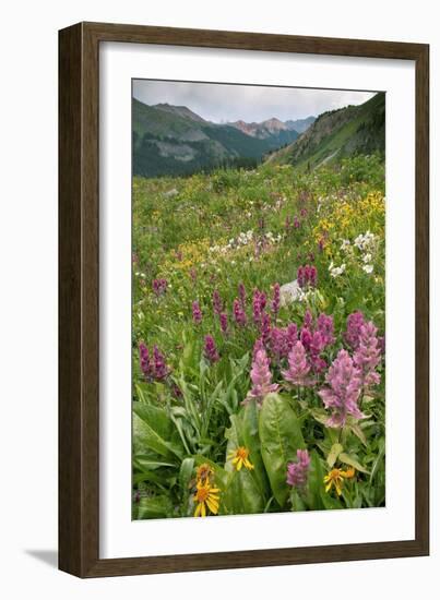 Wildflower Meadow-Bob Gibbons-Framed Photographic Print