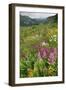 Wildflower Meadow-Bob Gibbons-Framed Photographic Print