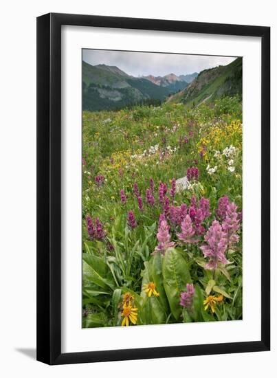 Wildflower Meadow-Bob Gibbons-Framed Photographic Print