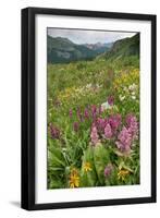 Wildflower Meadow-Bob Gibbons-Framed Photographic Print