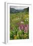 Wildflower Meadow-Bob Gibbons-Framed Photographic Print