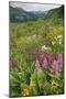 Wildflower Meadow-Bob Gibbons-Mounted Photographic Print