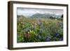 Wildflower Meadow-Bob Gibbons-Framed Photographic Print