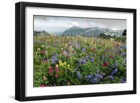 Wildflower Meadow-Bob Gibbons-Framed Photographic Print