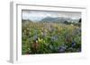 Wildflower Meadow-Bob Gibbons-Framed Photographic Print