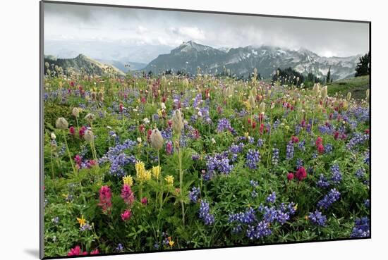 Wildflower Meadow-Bob Gibbons-Mounted Photographic Print